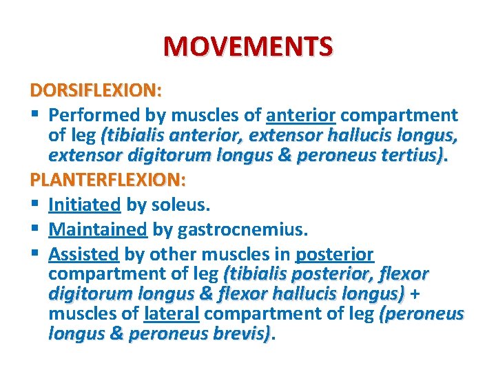 MOVEMENTS DORSIFLEXION: § Performed by muscles of anterior compartment of leg (tibialis anterior, extensor