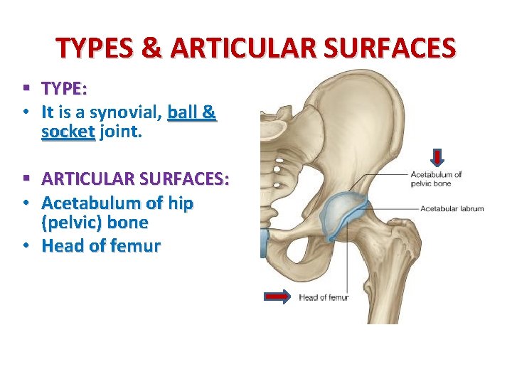 TYPES & ARTICULAR SURFACES § TYPE: • It is a synovial, ball & socket