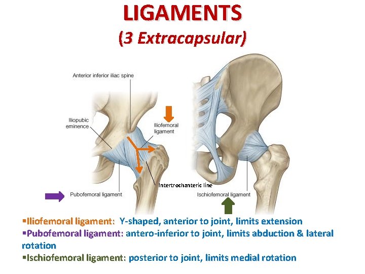 LIGAMENTS (3 Extracapsular) Intertrochanteric line §Iliofemoral ligament: Y-shaped, anterior to joint, limits extension §Pubofemoral