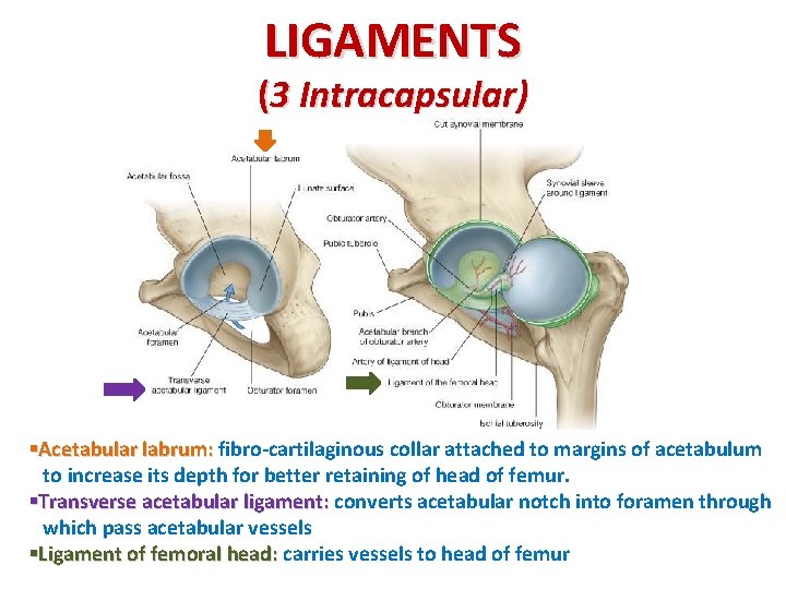 LIGAMENTS (3 Intracapsular) §Acetabular labrum: fibro-cartilaginous collar attached to margins of acetabulum to increase