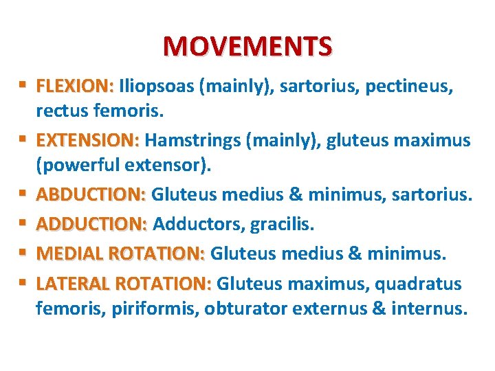 MOVEMENTS § FLEXION: Iliopsoas (mainly), sartorius, pectineus, rectus femoris. § EXTENSION: Hamstrings (mainly), gluteus