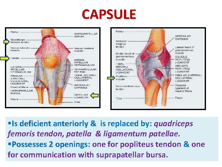 CAPSULE §Is deficient anteriorly & is replaced by: quadriceps femoris tendon, patella & ligamentum