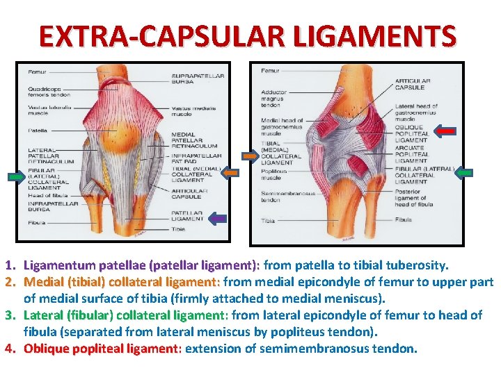EXTRA-CAPSULAR LIGAMENTS 1. Ligamentum patellae (patellar ligament): from patella to tibial tuberosity. 2. Medial