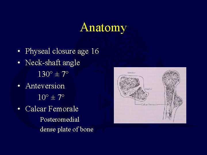 Anatomy • Physeal closure age 16 • Neck-shaft angle 130° ± 7° • Anteversion