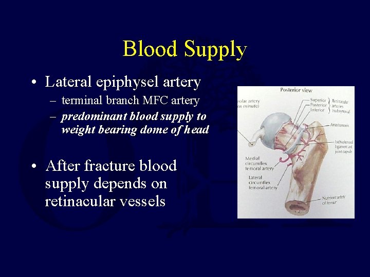 Blood Supply • Lateral epiphysel artery – terminal branch MFC artery – predominant blood