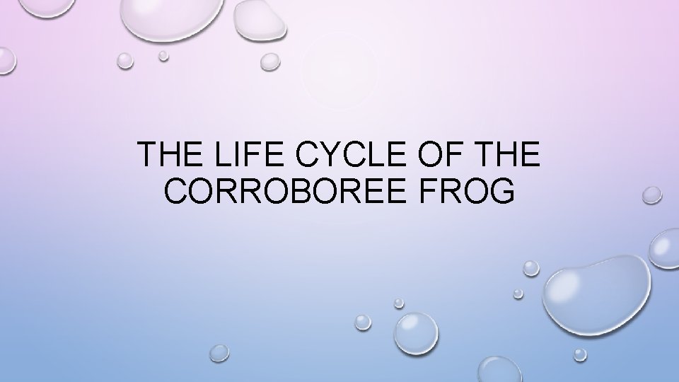 THE LIFE CYCLE OF THE CORROBOREE FROG 
