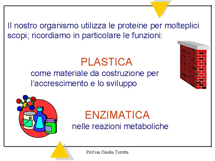 Il nostro organismo utilizza le proteine per molteplici scopi; ricordiamo in particolare le funzioni: