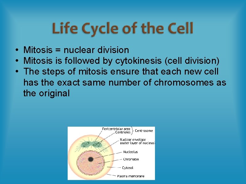  • Mitosis = nuclear division • Mitosis is followed by cytokinesis (cell division)
