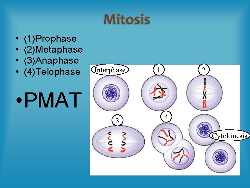 • • (1)Prophase (2)Metaphase (3)Anaphase (4)Telophase Interphase 1 2 • PMAT 3 4