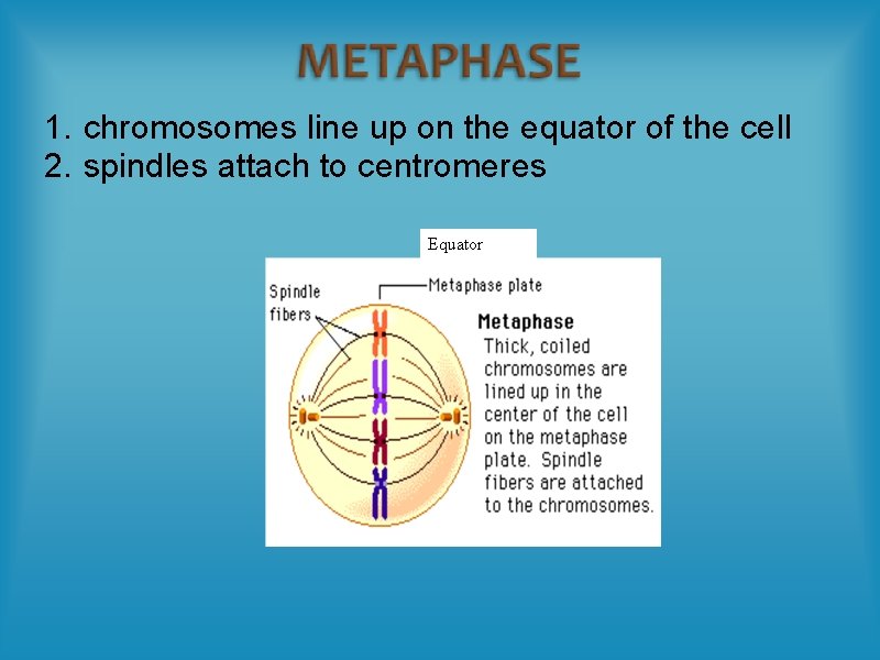 1. chromosomes line up on the equator of the cell 2. spindles attach to