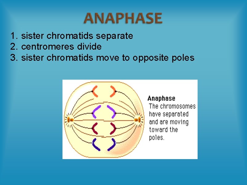 1. sister chromatids separate 2. centromeres divide 3. sister chromatids move to opposite poles
