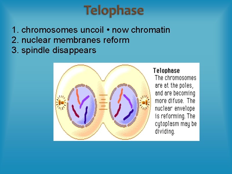 1. chromosomes uncoil • now chromatin 2. nuclear membranes reform 3. spindle disappears 