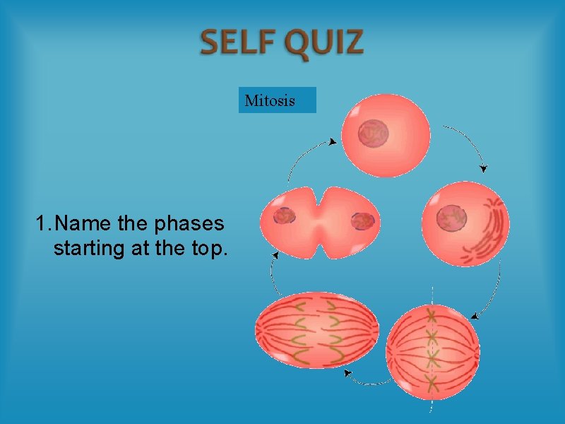 Mitosis 1. Name the phases starting at the top. 