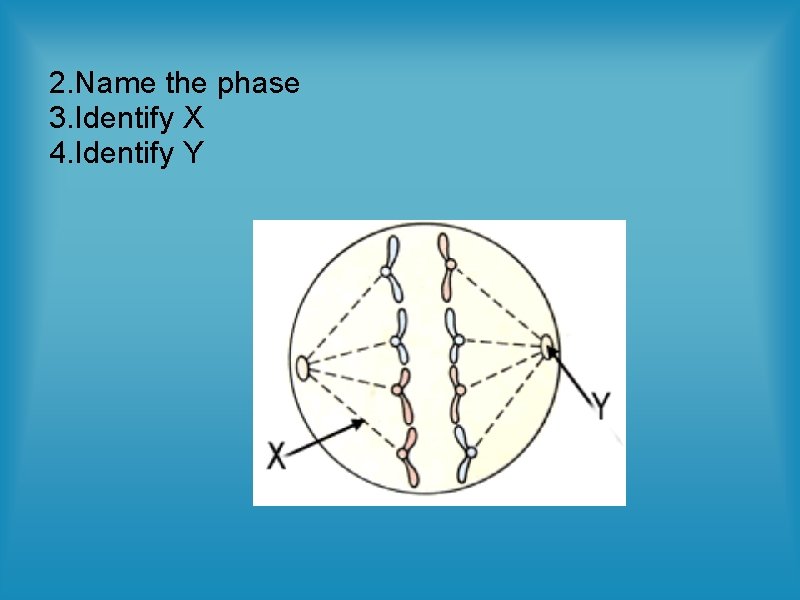 2. Name the phase 3. Identify X 4. Identify Y 