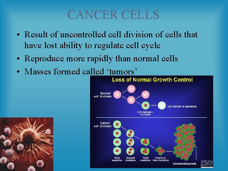 CANCER CELLS • Result of uncontrolled cell division of cells that have lost ability