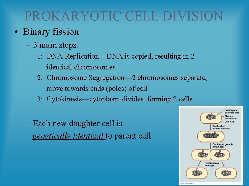 PROKARYOTIC CELL DIVISION • Binary fission – 3 main steps: 1: DNA Replication—DNA is