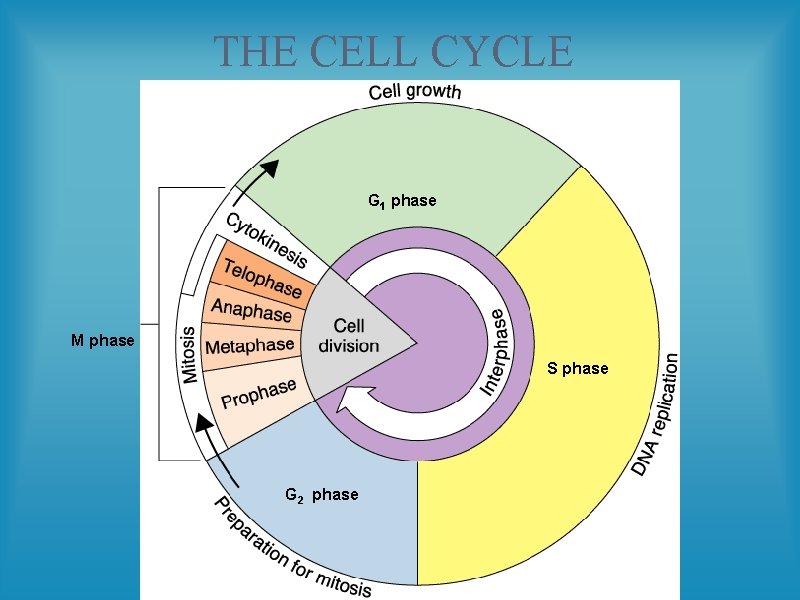 THE CELL CYCLE G 1 phase M phase S phase G 2 phase 