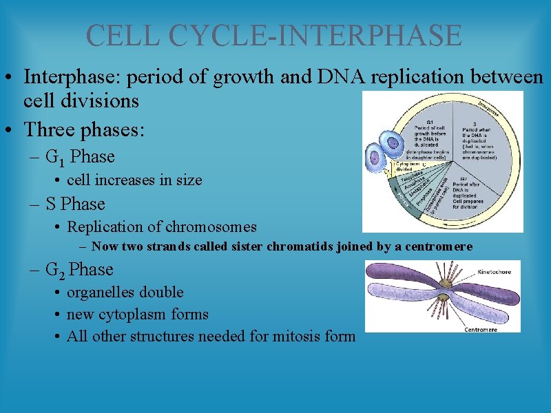 CELL CYCLE-INTERPHASE • Interphase: period of growth and DNA replication between cell divisions •