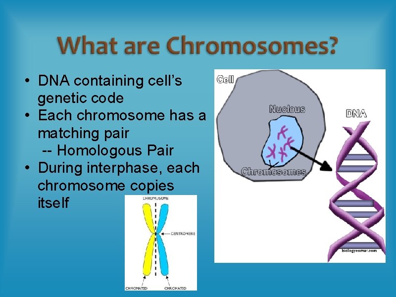  • DNA containing cell’s genetic code • Each chromosome has a matching pair