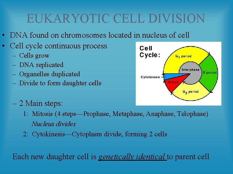 EUKARYOTIC CELL DIVISION • DNA found on chromosomes located in nucleus of cell •