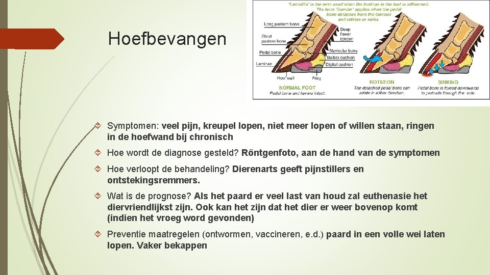 Hoefbevangen Symptomen: veel pijn, kreupel lopen, niet meer lopen of willen staan, ringen in