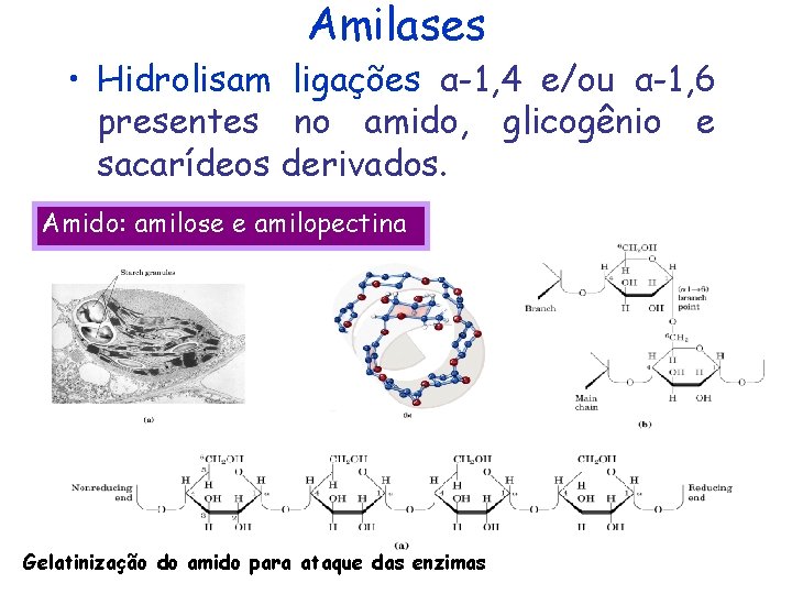 Amilases • Hidrolisam ligações α-1, 4 e/ou α-1, 6 presentes no amido, glicogênio e