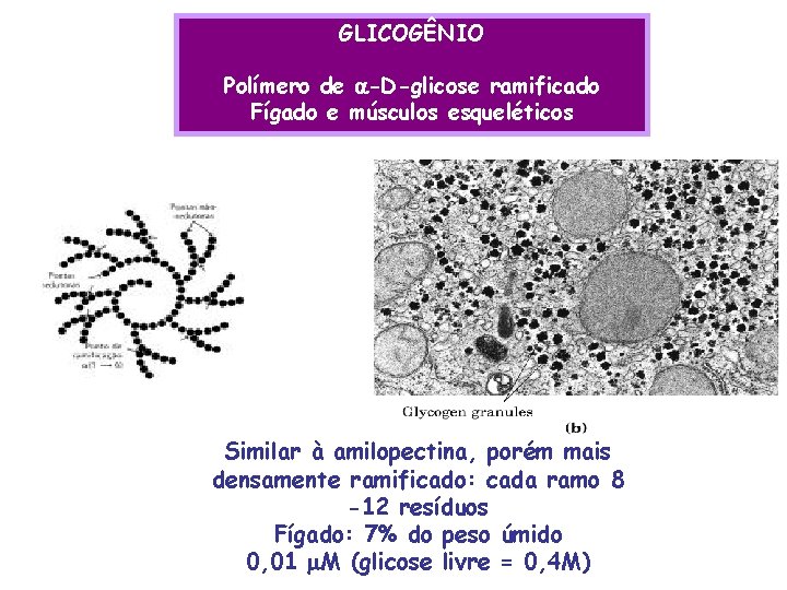 GLICOGÊNIO Polímero de -D-glicose ramificado Fígado e músculos esqueléticos Similar à amilopectina, porém mais