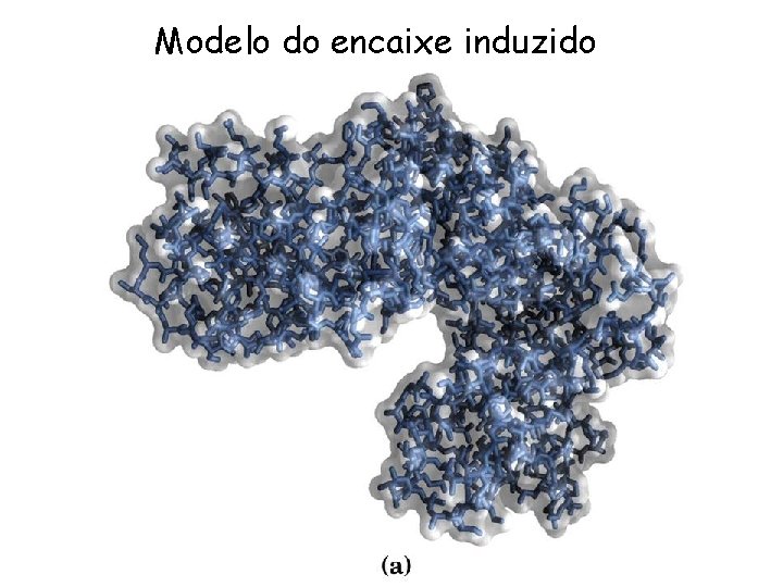 Modelo do encaixe induzido 