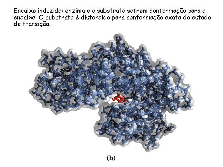 Encaixe induzido: enzima e o substrato sofrem conformação para o encaixe. O substrato é