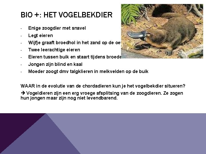 BIO +: HET VOGELBEKDIER - Enige zoogdier met snavel - Legt eieren - Wijfje BIO +: HET VOGELBEKDIER - Enige zoogdier met snavel - Legt eieren - Wijfje
