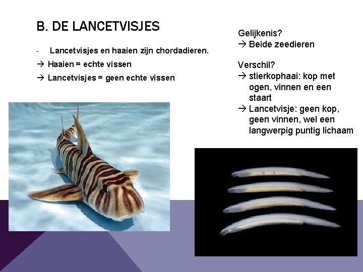 B. DE LANCETVISJES - Lancetvisjes en haaien zijn chordadieren. Haaien = echte vissen Lancetvisjes B. DE LANCETVISJES - Lancetvisjes en haaien zijn chordadieren. Haaien = echte vissen Lancetvisjes