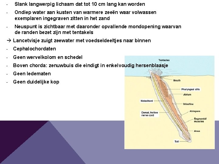 - Slank langwerpig lichaam dat tot 10 cm lang kan worden - Ondiep water - Slank langwerpig lichaam dat tot 10 cm lang kan worden - Ondiep water