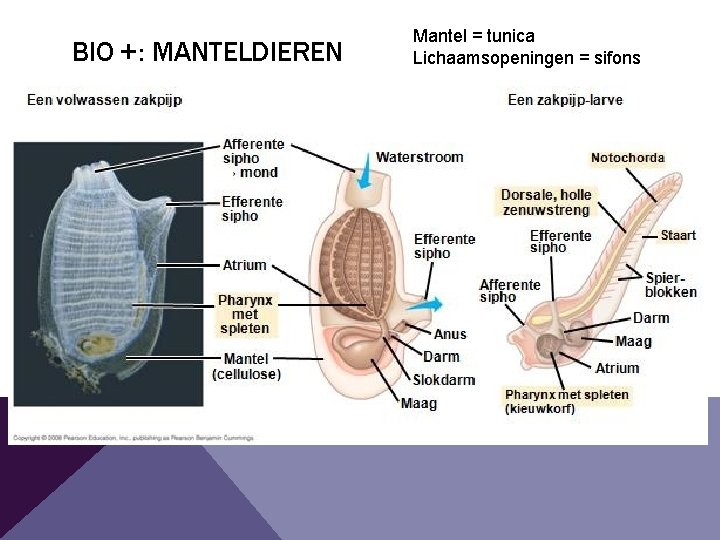 BIO +: MANTELDIEREN Mantel = tunica Lichaamsopeningen = sifons BIO +: MANTELDIEREN Mantel = tunica Lichaamsopeningen = sifons