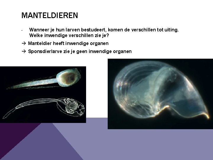 MANTELDIEREN - Wanneer je hun larven bestudeert, komen de verschillen tot uiting. Welke inwendige MANTELDIEREN - Wanneer je hun larven bestudeert, komen de verschillen tot uiting. Welke inwendige