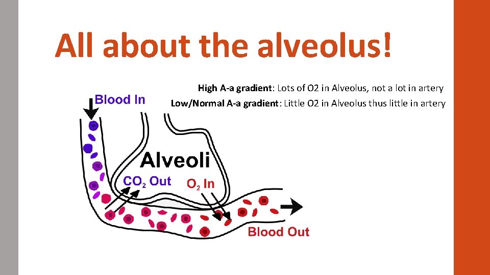 All about the alveolus! High A-a gradient: Lots of O 2 in Alveolus, not