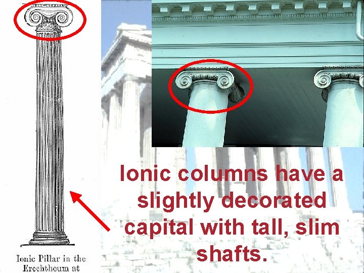 Ionic columns have a slightly decorated capital with tall, slim shafts. 