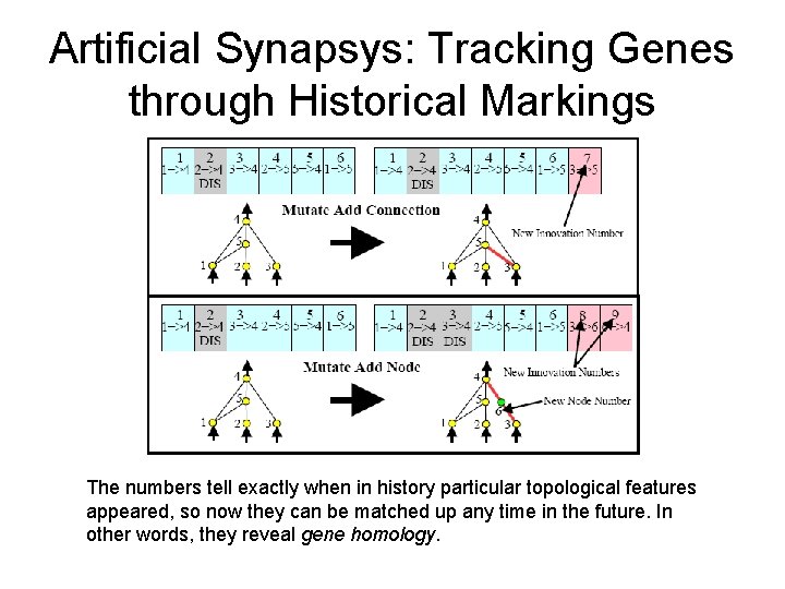 Artificial Synapsys: Tracking Genes through Historical Markings The numbers tell exactly when in history