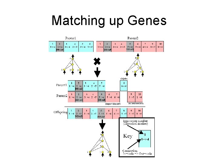 Matching up Genes 