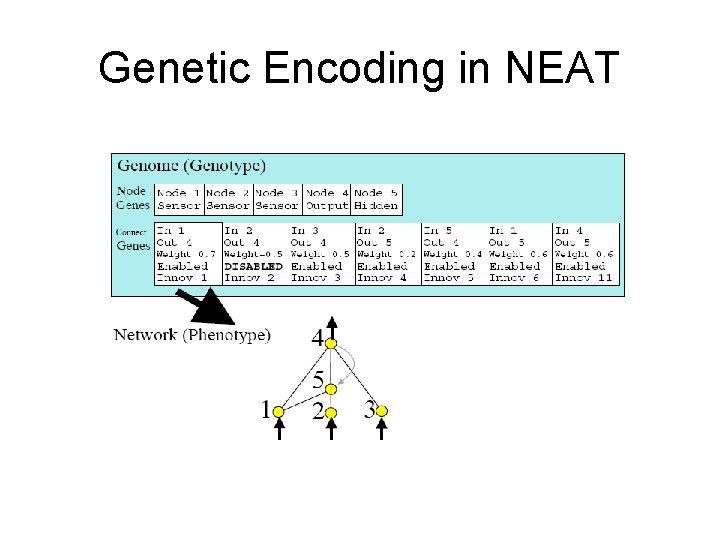 Genetic Encoding in NEAT 