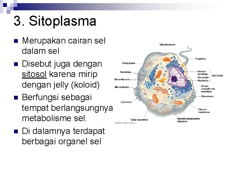 3. Sitoplasma n n Merupakan cairan sel dalam sel Disebut juga dengan sitosol karena