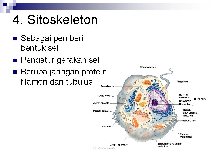 4. Sitoskeleton n Sebagai pemberi bentuk sel Pengatur gerakan sel Berupa jaringan protein filamen