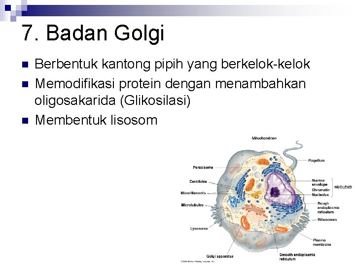 7. Badan Golgi n n n Berbentuk kantong pipih yang berkelok-kelok Memodifikasi protein dengan