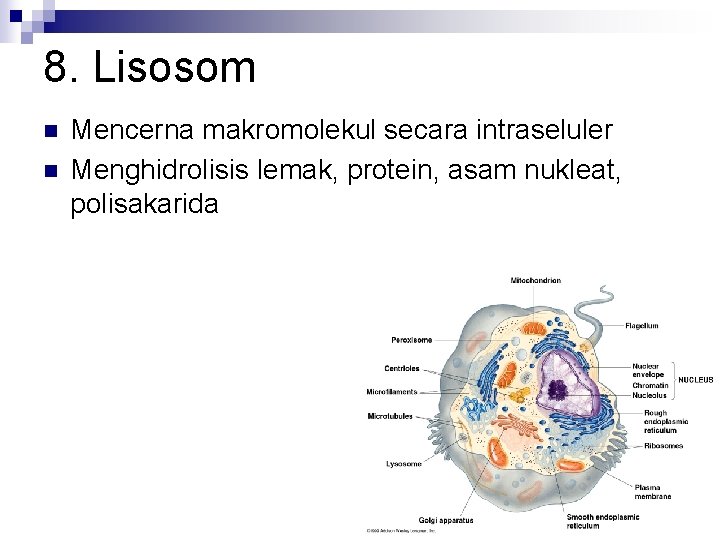 8. Lisosom n n Mencerna makromolekul secara intraseluler Menghidrolisis lemak, protein, asam nukleat, polisakarida