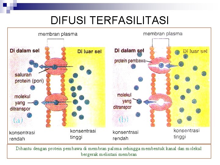 DIFUSI TERFASILITASI Dibantu dengan protein pembawa di membran palsma sehingga membentuk kanal dan molekul