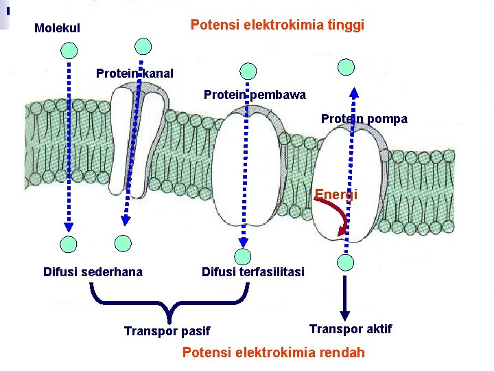 Potensi elektrokimia tinggi Molekul Protein kanal Protein pembawa Protein pompa Energi Difusi sederhana Difusi