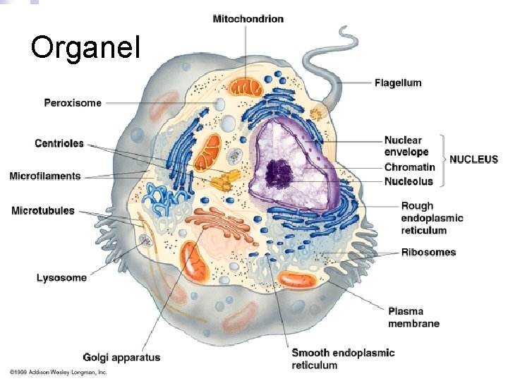 Organel 