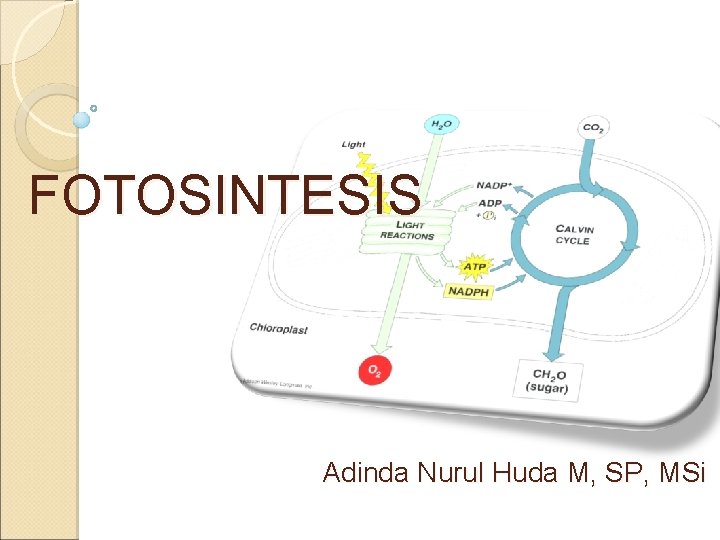 FOTOSINTESIS Adinda Nurul Huda M, SP, MSi 