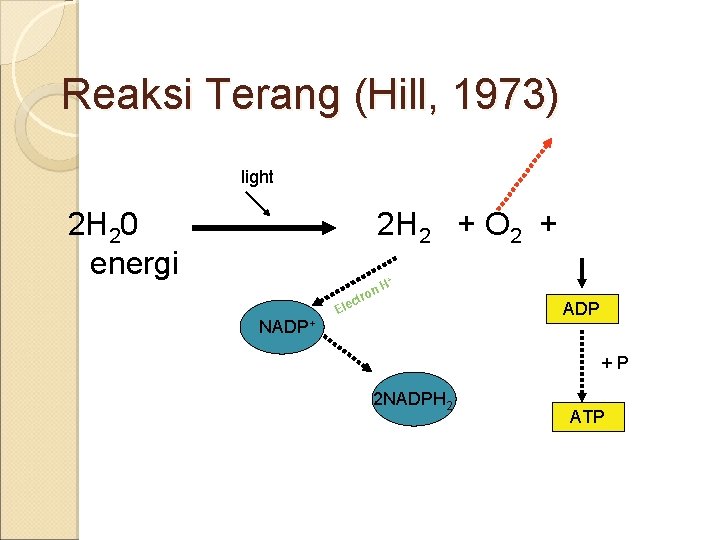 Reaksi Terang (Hill, 1973) light 2 H 20 energi 2 H 2 + O