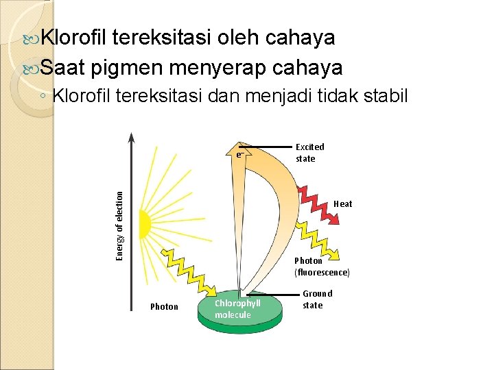  Klorofil tereksitasi oleh cahaya Saat pigmen menyerap cahaya ◦ Klorofil tereksitasi dan menjadi