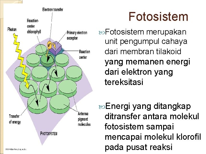 Fotosistem merupakan unit pengumpul cahaya dari membran tilakoid yang memanen energi dari elektron yang
